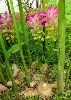 Sow Exotic Turmeric, White (Curcuma Zedoaria)