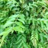 Sow Exotic Curry Leaf (Murraya Koenigii)