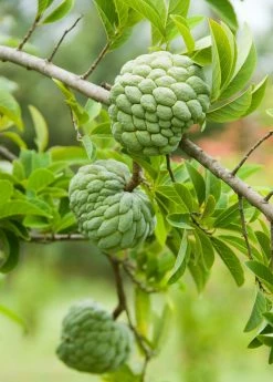 Sow Exotic Sugar Apple 'Thai Lessard' (Annona Squamosa L)