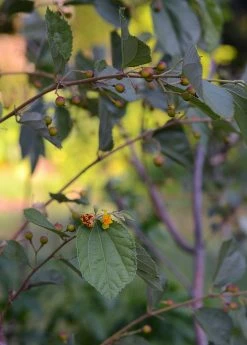 Sow Exotic Sherbert Berry (Grewia Asiatica) 7 Sow Exotic Sherbert Berry (Grewia Asiatica)