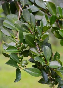 Sow Exotic Tropical Fruit & Spice Trees Guava, Strawberry (Psidium Cattleianum) 13 Sow Exotic Tropical Fruit & Spice Trees Guava, Strawberry (Psidium Cattleianum)