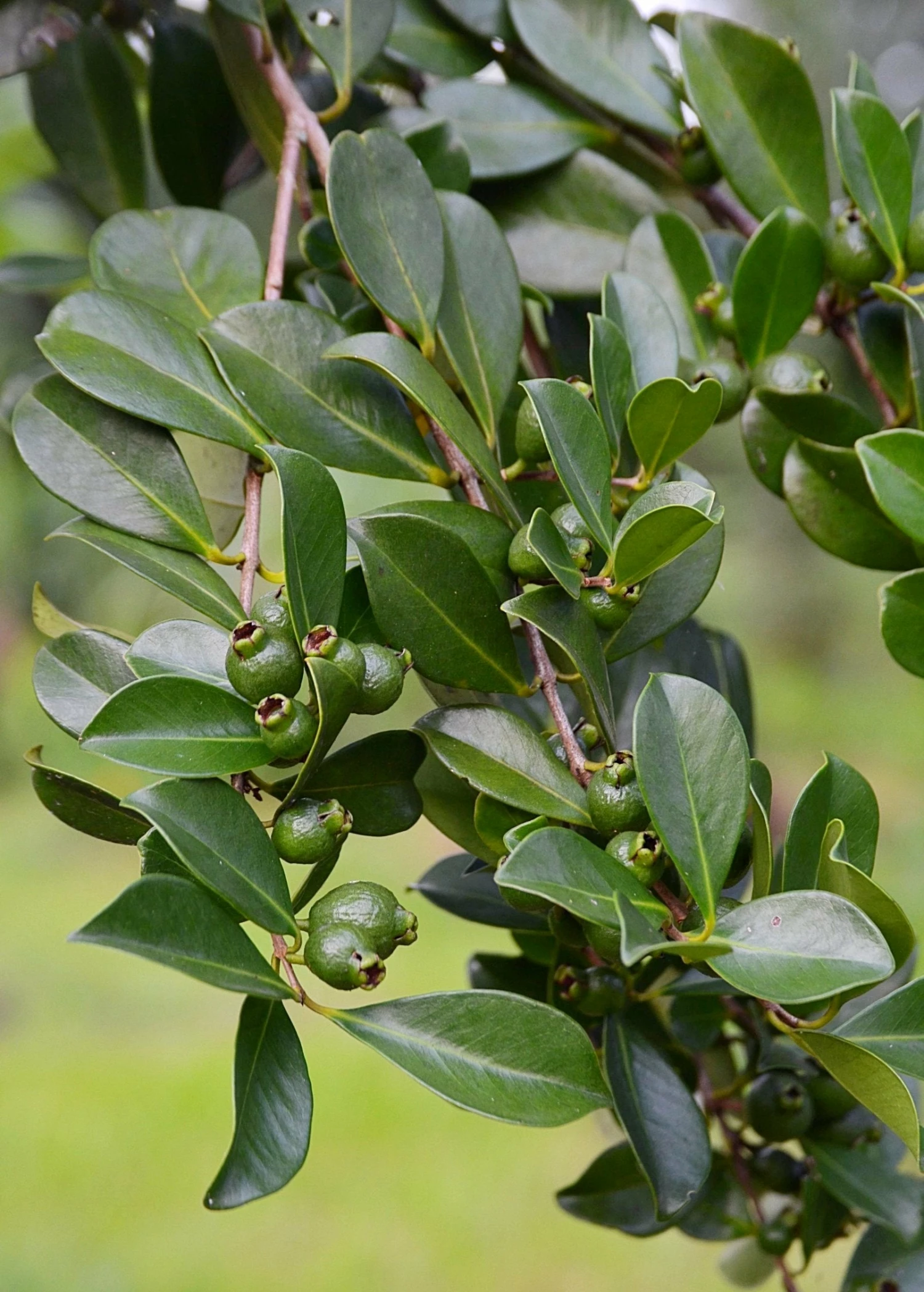 Sow Exotic Tropical Fruit & Spice Trees Guava, Strawberry (Psidium Cattleianum) 6 Sow Exotic Tropical Fruit & Spice Trees Guava, Strawberry (Psidium Cattleianum)