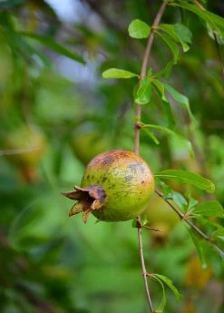 Sow Exotic Pomegranate 'Vietnamese Pink' (Punica Granatum) Tropical Fruit & Spice Trees