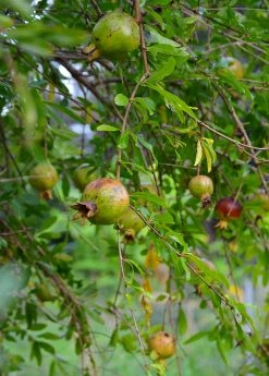 Sow Exotic Pomegranate 'Vietnamese Pink' (Punica Granatum) Tropical Fruit & Spice Trees