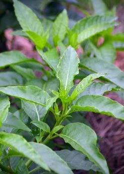 Sow Exotic Longevity Spinach (Gynura Procumbens) Medicinal & Culinary Herbs 7 Sow Exotic Longevity Spinach (Gynura Procumbens) Medicinal & Culinary Herbs