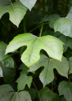 Sow Exotic Medicinal & Culinary Herbs Chaya, Mexican Tree Spinach (Cnidoscolus Aconitifolius)