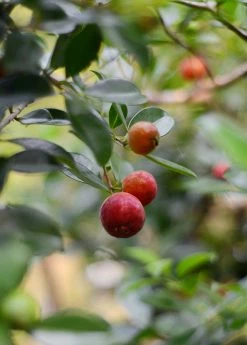 Sow Exotic Tropical Fruit & Spice Trees Guava, Strawberry (Psidium Cattleianum) 11 Sow Exotic Tropical Fruit & Spice Trees Guava, Strawberry (Psidium Cattleianum)