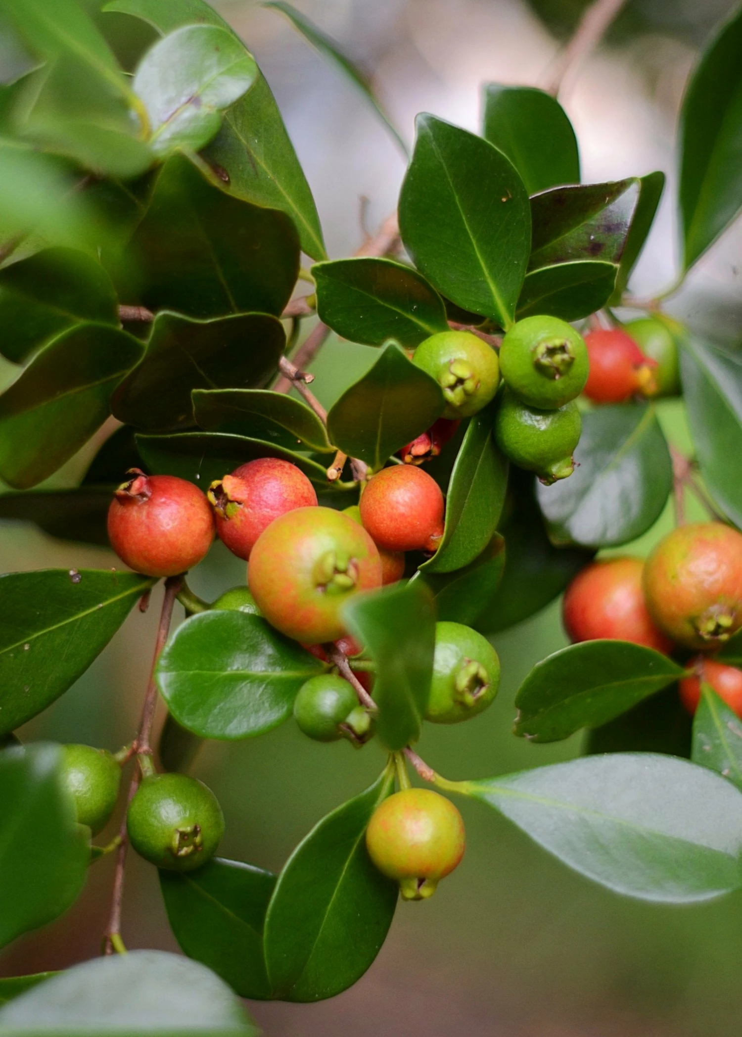 Sow Exotic Tropical Fruit & Spice Trees Guava, Strawberry (Psidium Cattleianum) 2 Sow Exotic Tropical Fruit & Spice Trees Guava, Strawberry (Psidium Cattleianum)