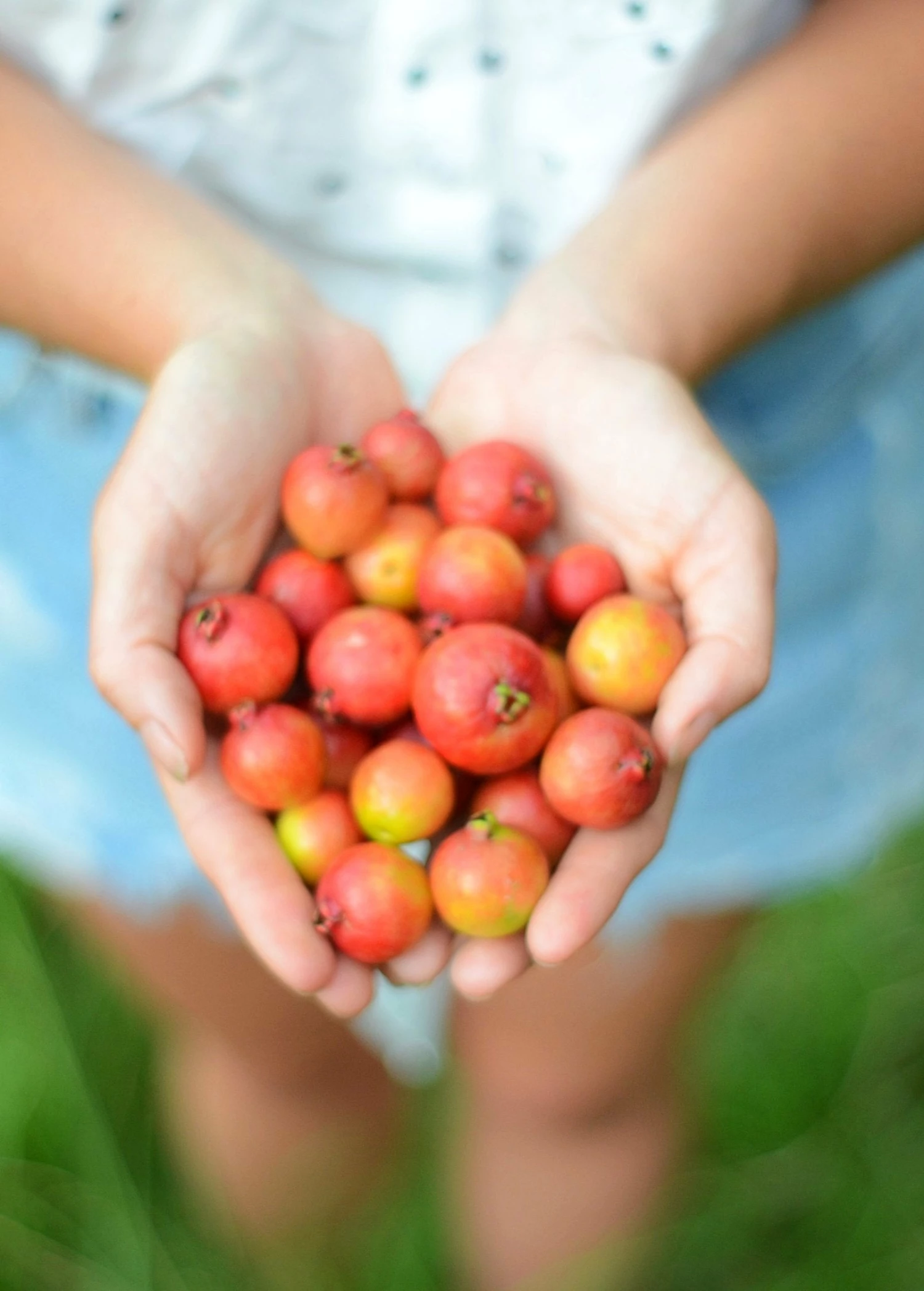 Sow Exotic Tropical Fruit & Spice Trees Guava, Strawberry (Psidium Cattleianum) 1 Sow Exotic Tropical Fruit & Spice Trees Guava, Strawberry (Psidium Cattleianum)