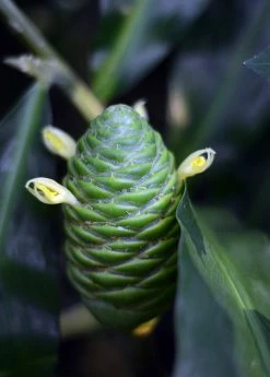 Sow Exotic New Arrivals Awapuhi Shampoo Ginger Flower Cones