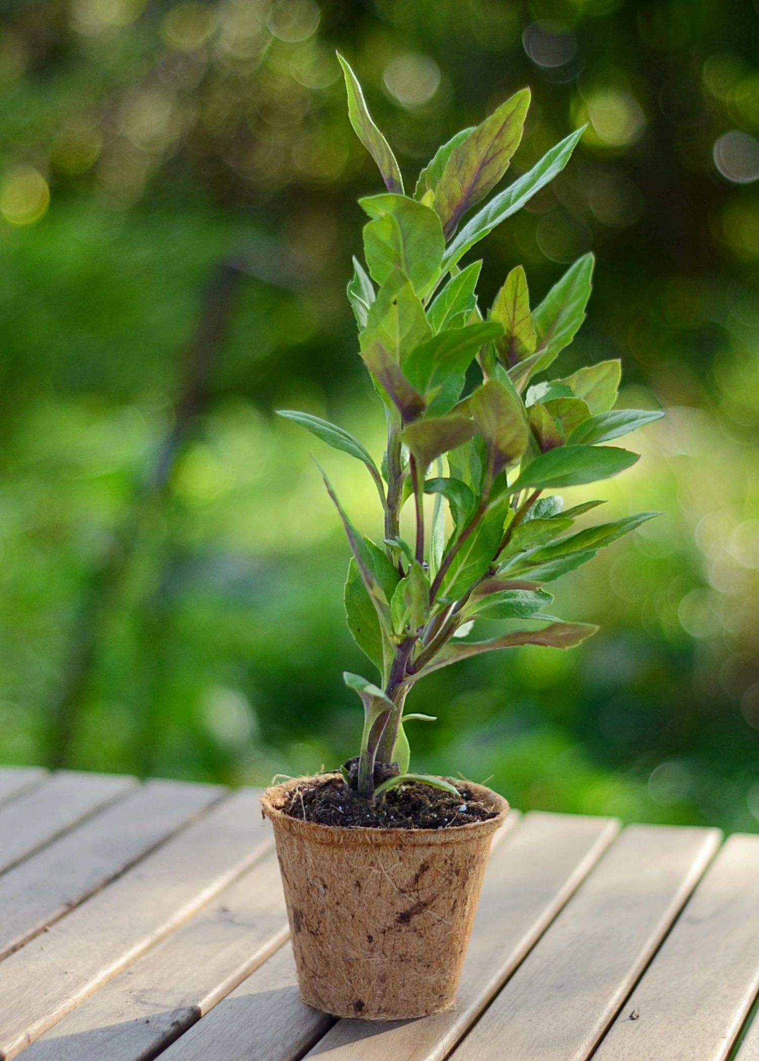 Sow Exotic Longevity Spinach (Gynura Procumbens) Medicinal & Culinary Herbs 3 Sow Exotic Longevity Spinach (Gynura Procumbens) Medicinal & Culinary Herbs