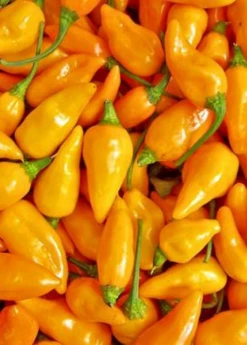 Sow Exotic Datil Pepper (Capsicum Chinense) Rare Fruiting Plants