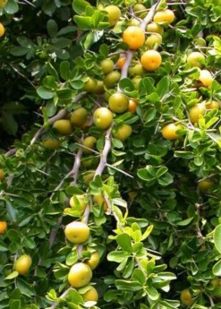 Sow Exotic Tropical Fruit & Spice Trees Kei Apple (Dovyalis Caffra)