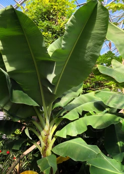 Sow Exotic Tropical Fruit & Spice Trees Banana 'Dwarf Cavendish' (Musa Acuminata)