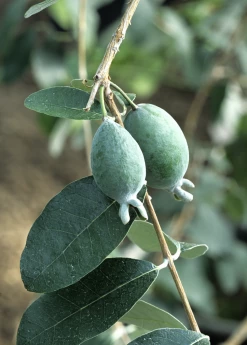 Sow Exotic Pineapple Guava (Feijoa Sellowiana) Tropical Fruit & Spice Trees