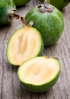 Sow Exotic Pineapple Guava (Feijoa Sellowiana) Tropical Fruit & Spice Trees