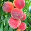 Sow Exotic Peach 'Florida Grande' (Prunus Persica)