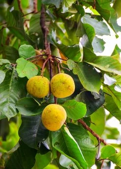 Sow Exotic Tropical Fruit & Spice Trees Santol (Sandoricum Koetjape)