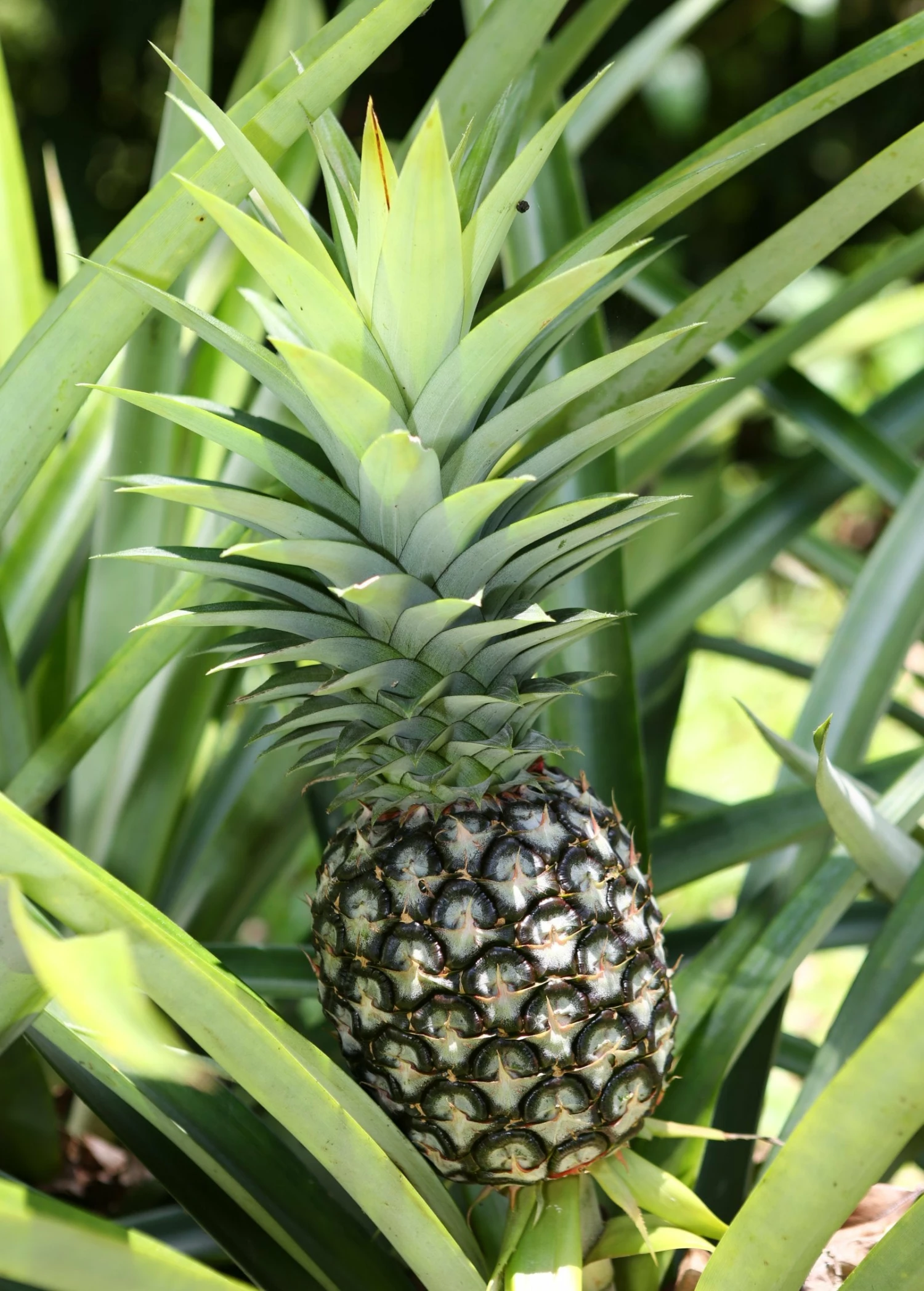 Sow Exotic Pineapple 'White Jade' (Ananas Comosus) Rare Fruiting Plants 1 Sow Exotic Pineapple 'White Jade' (Ananas Comosus) Rare Fruiting Plants