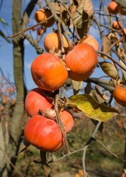Sow Exotic Tropical Fruit & Spice Trees Persimmon 'Fuyu' (Diospyros Kaki)