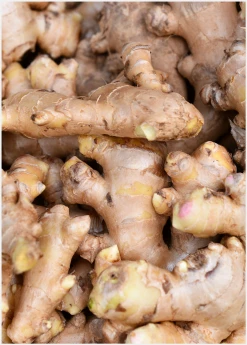 Sow Exotic Ginger, Yellow (Zingiber Officinale) Medicinal & Culinary Herbs