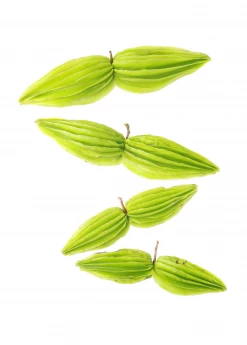 Sow Exotic Bitter Leaf Tree (Gymnanthemum Extensum)