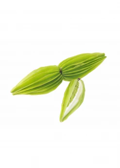 Sow Exotic Bitter Leaf Tree (Gymnanthemum Extensum)