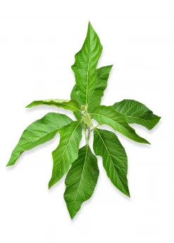 Sow Exotic Bitter Leaf Tree (Gymnanthemum Extensum)