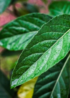 Sow Exotic Bitter Leaf Tree (Gymnanthemum Extensum)