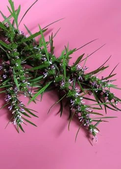 Sow Exotic Medicinal & Culinary Herbs Siberian Motherwort (Leonurus Sibiricus)