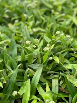 Sow Exotic Medicinal & Culinary Herbs Beijing Grass (Murdannia Loriformis) 6 Sow Exotic Medicinal & Culinary Herbs Beijing Grass (Murdannia Loriformis)