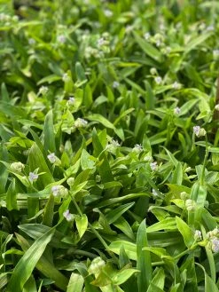 Sow Exotic Medicinal & Culinary Herbs Beijing Grass (Murdannia Loriformis)