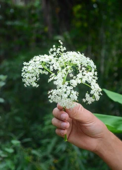 Sow Exotic Elderberry, Florida Native (Sambucus Canadensis) Medicinal & Culinary Herbs