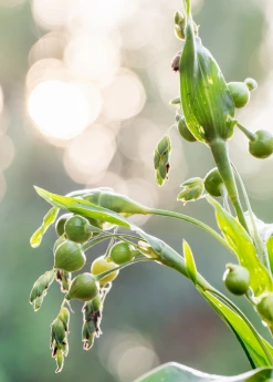 Sow Exotic Job's Tears (Coix Lacryma-jobi)