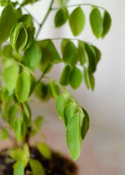 Sow Exotic Katuk (Sauropus Androgynus) Medicinal & Culinary Herbs