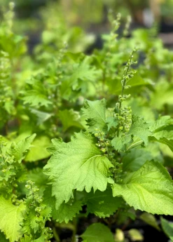 Sow Exotic Medicinal & Culinary Herbs Korean Perilla (Perilla Frutescens)