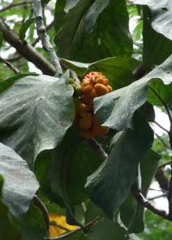 Sow Exotic Tropical Fruit & Spice Trees Lakoocha (Artocarpus Lacucha)