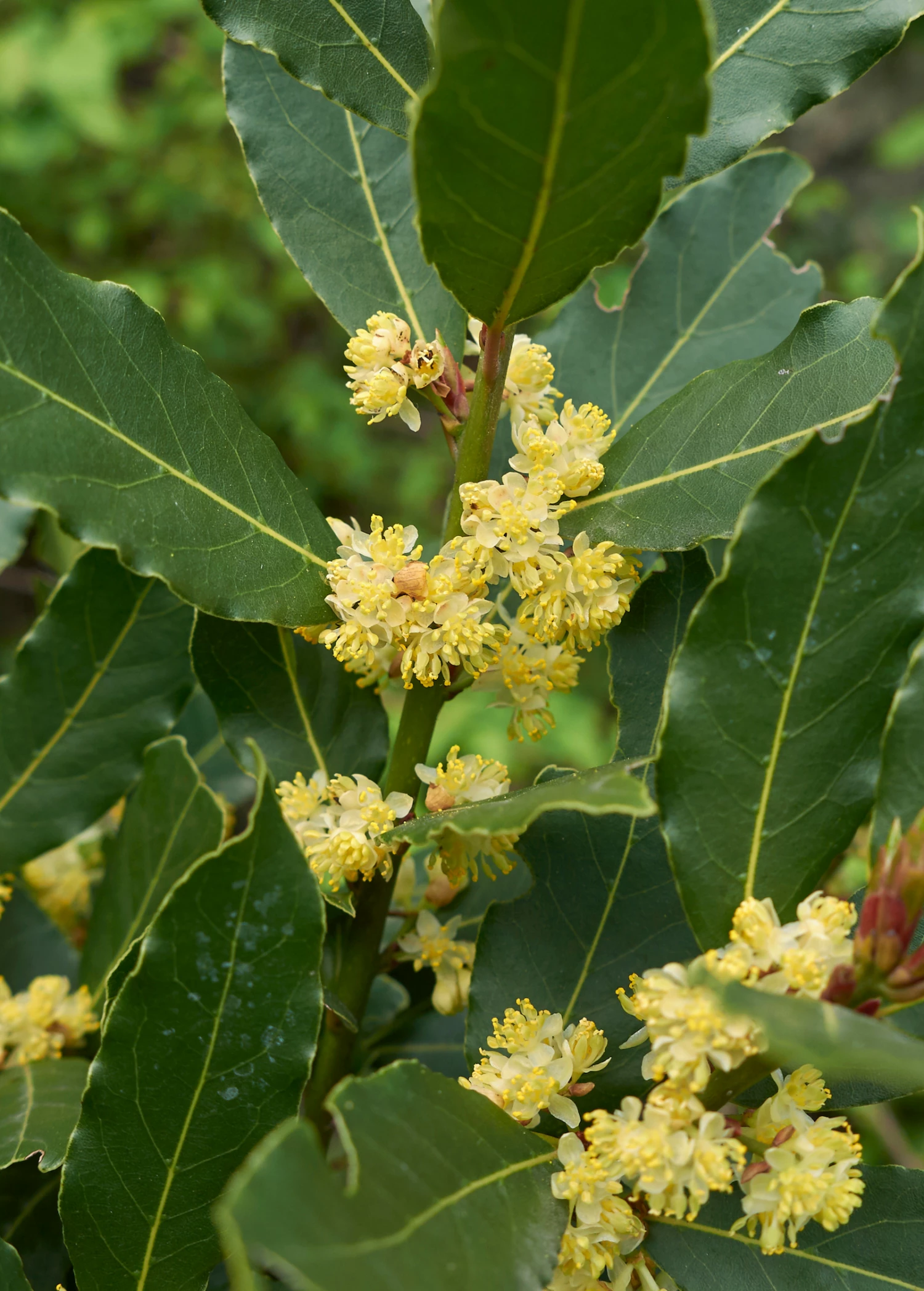 Sow Exotic Tropical Fruit & Spice Trees Bay Leaf, Bay Laurel (Laurus Nobilis) 2 Sow Exotic Tropical Fruit & Spice Trees Bay Leaf, Bay Laurel (Laurus Nobilis)