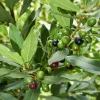 Sow Exotic Tropical Fruit & Spice Trees Bay Leaf, Bay Laurel (Laurus Nobilis)