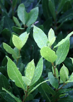 Sow Exotic Tropical Fruit & Spice Trees Bay Leaf, Bay Laurel (Laurus Nobilis) 6 Sow Exotic Tropical Fruit & Spice Trees Bay Leaf, Bay Laurel (Laurus Nobilis)