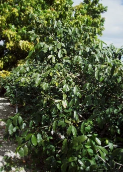 Sow Exotic Tropical Fruit & Spice Trees Lemon Drop Mangosteen (Garcinia Intermedia)