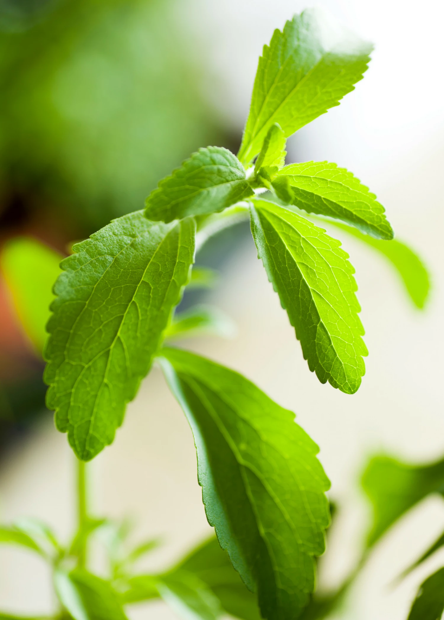 Sow Exotic Stevia (Stevia Rebaudiana) Medicinal & Culinary Herbs 2 Sow Exotic Stevia (Stevia Rebaudiana) Medicinal & Culinary Herbs