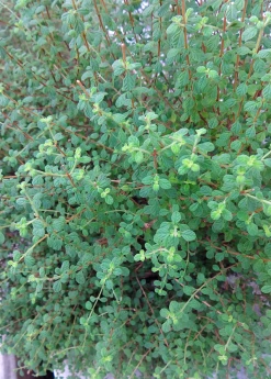Sow Exotic Medicinal & Culinary Herbs Jamaican Oregano (Lippia Micromera)