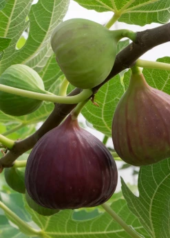 Sow Exotic Fig 'Little Ruby' (Ficus Carica)