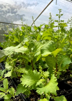 Sow Exotic Medicinal & Culinary Herbs Korean Perilla (Perilla Frutescens)