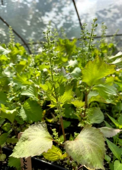 Sow Exotic Medicinal & Culinary Herbs Korean Perilla (Perilla Frutescens)