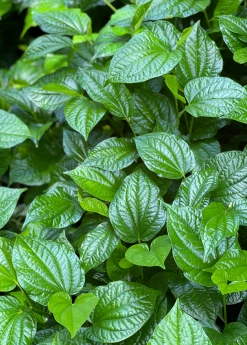 Sow Exotic Lolot (Piper Sarmentosum) Medicinal & Culinary Herbs