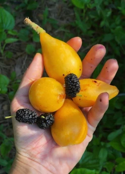 Sow Exotic Loquat Seedling (Eriobotrya Japonica) Tropical Fruit & Spice Trees