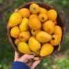 Sow Exotic Tropical Fruit & Spice Trees Loquat 'Christmas' (Eriobotrya Japonica)