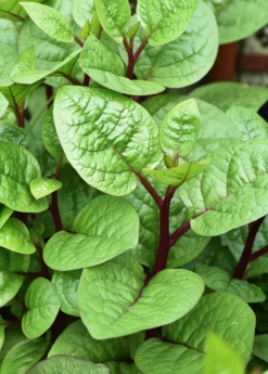 Sow Exotic Medicinal & Culinary Herbs Malabar Spinach (Basella Alba) 8 Sow Exotic Medicinal & Culinary Herbs Malabar Spinach (Basella Alba)